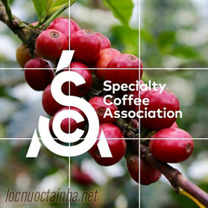 Hiệp hội SCA - Specialty Coffee Association